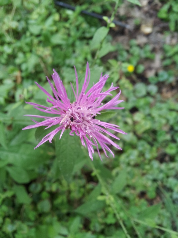 Centaurea nigrescens subsp. nigrescens / Fiordaliso nerastro